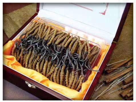 理塘冬虫夏草回收